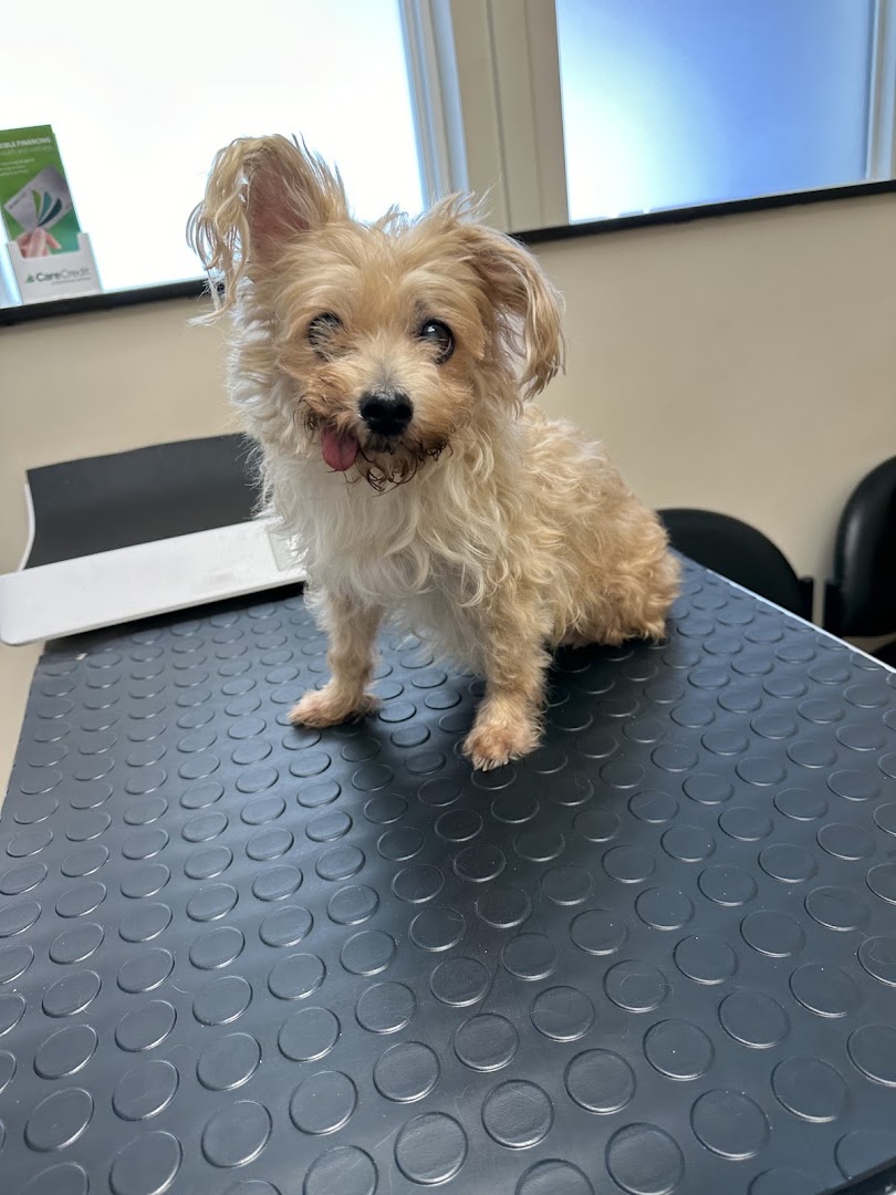 Irving Pet Hospital in San Francisco