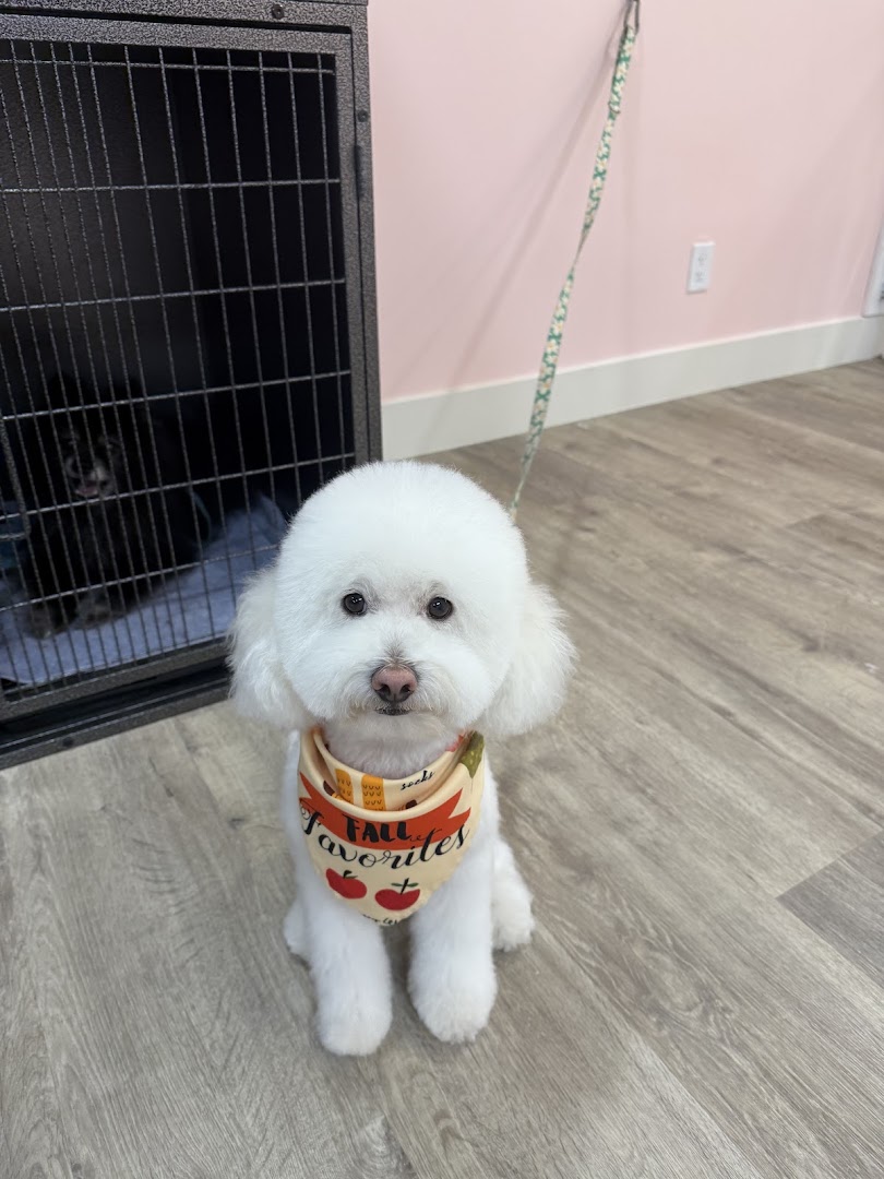 pet time spa grooming