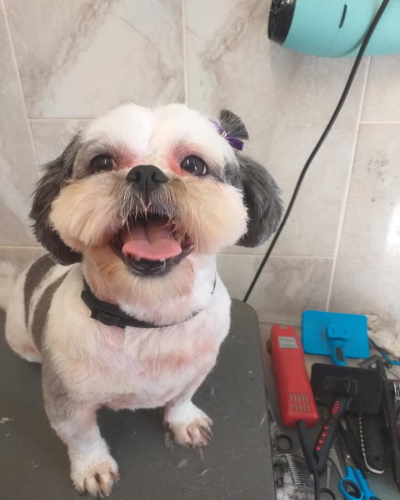 Fluffy Dog's World in Dublin