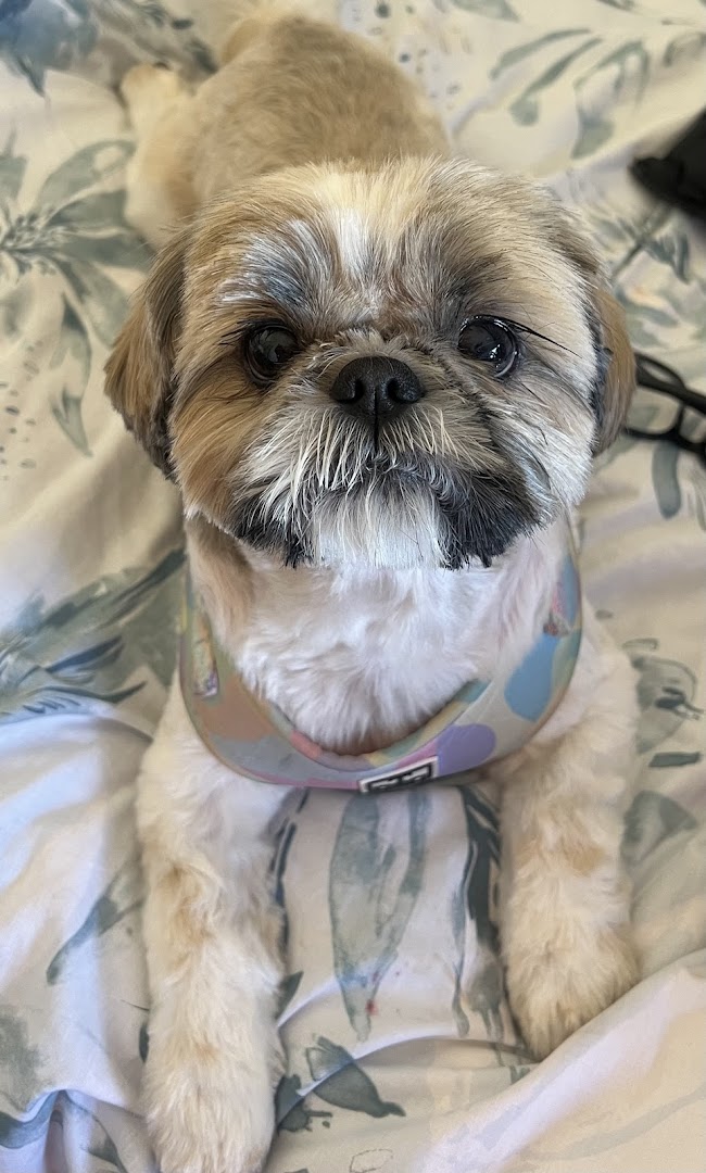 Moulin Pooch Dog Grooming in Dublin