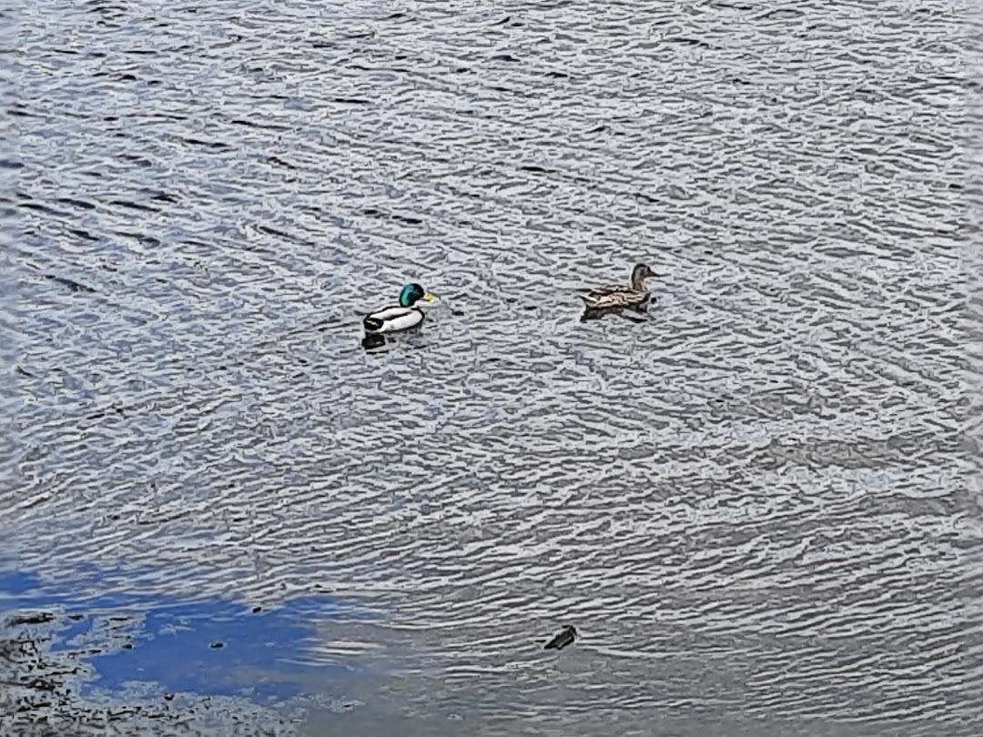 River Ilen in Cork