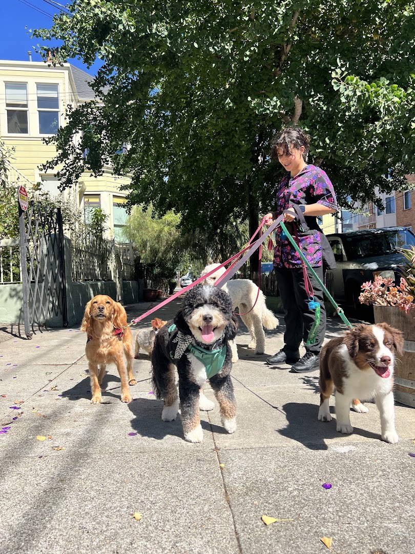 The Pawffice Pet Spa & Daycare in San Francisco