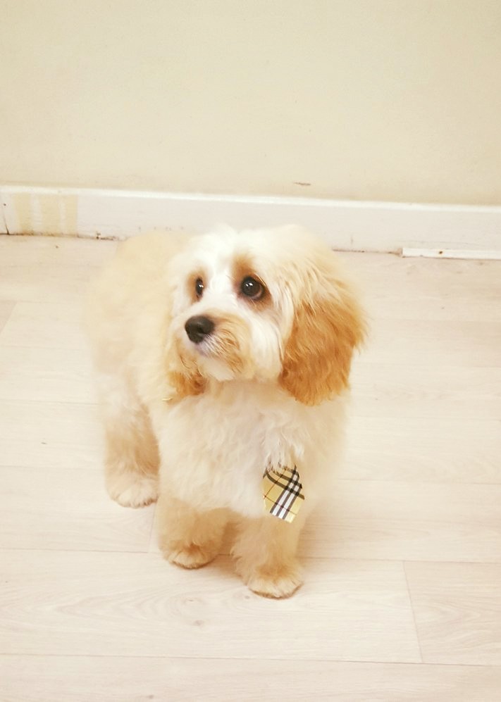 Deluxe Mutz dog grooming in Dublin
