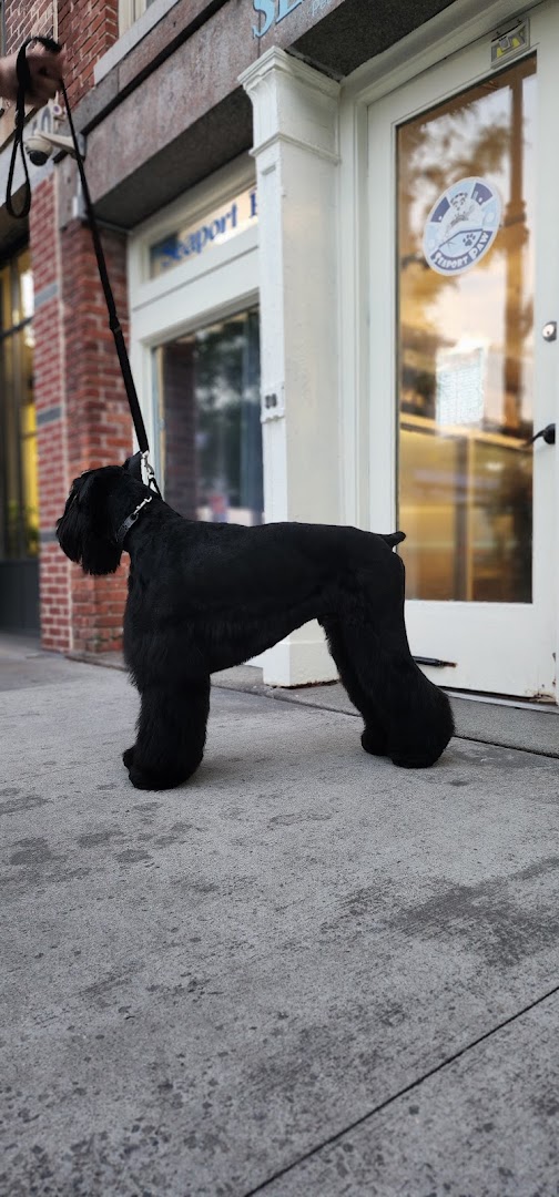 The Seaport Paw