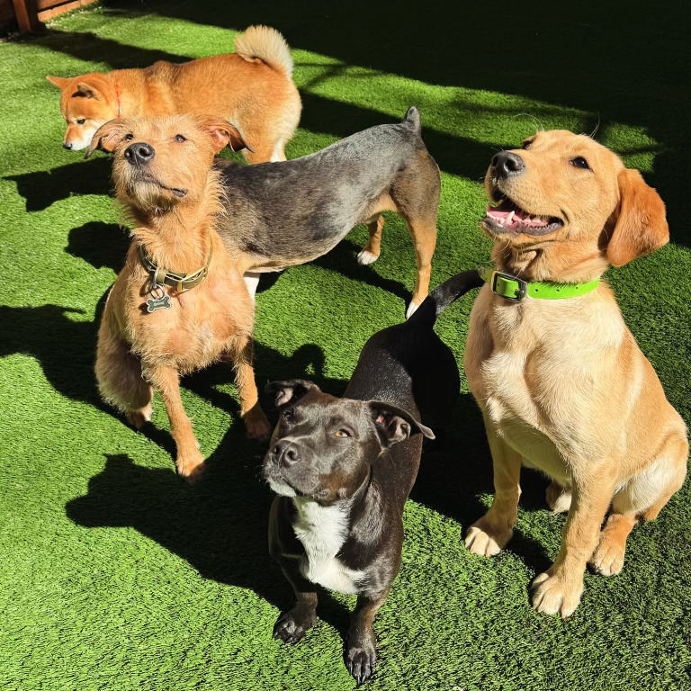 Manhattan Pawffice in New York