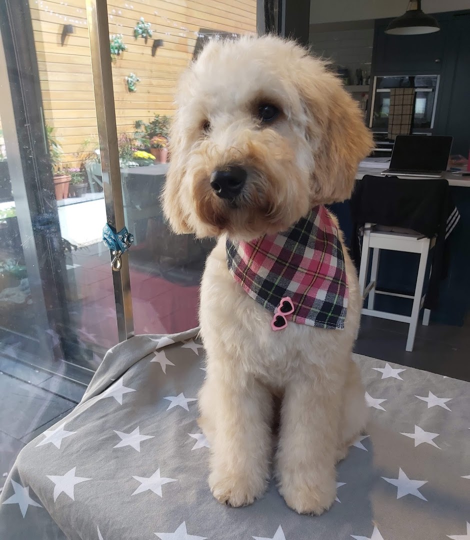 The Paw Society in Dublin