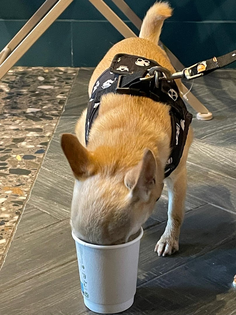 Black Dog Coffee