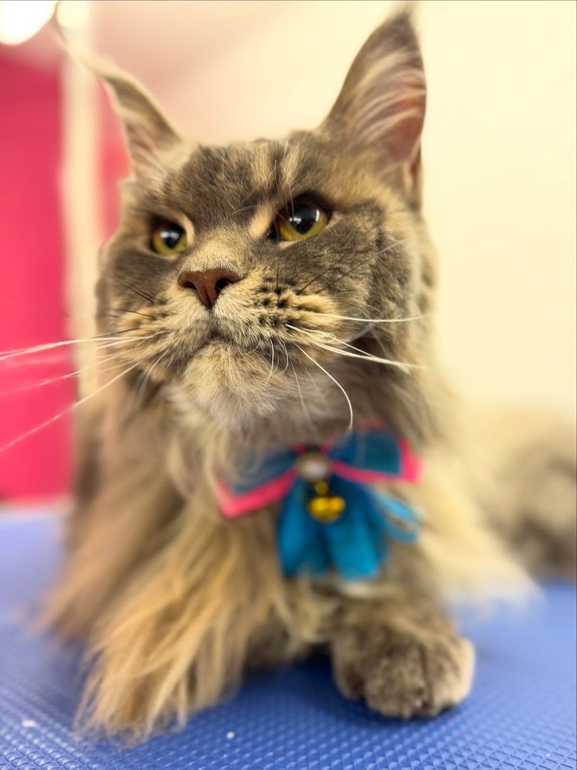 The Cat Groomer Dublin 🇮🇪 in Dublin