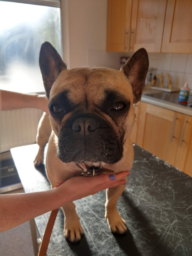 All Care Veterinary Centre in Dublin