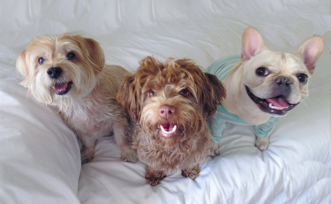 CUDDLES AND TAILS PET SERVICES in New York