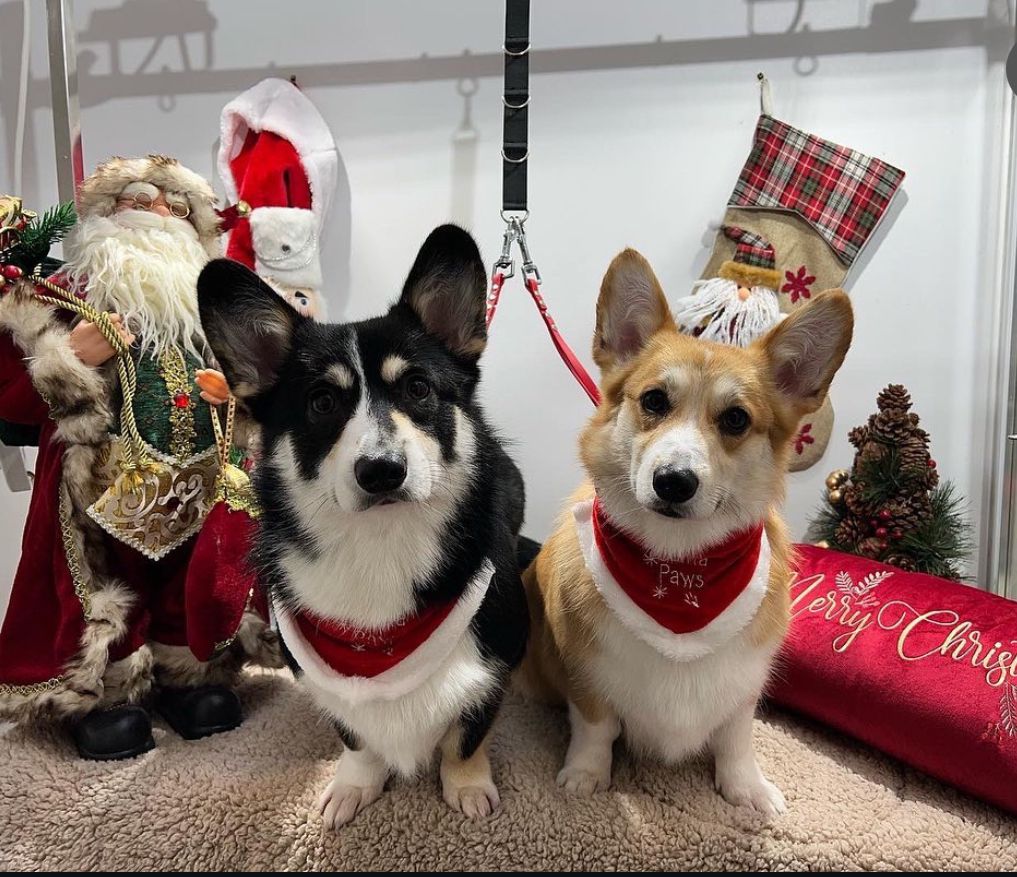 Petstar Dog Grooming Salon