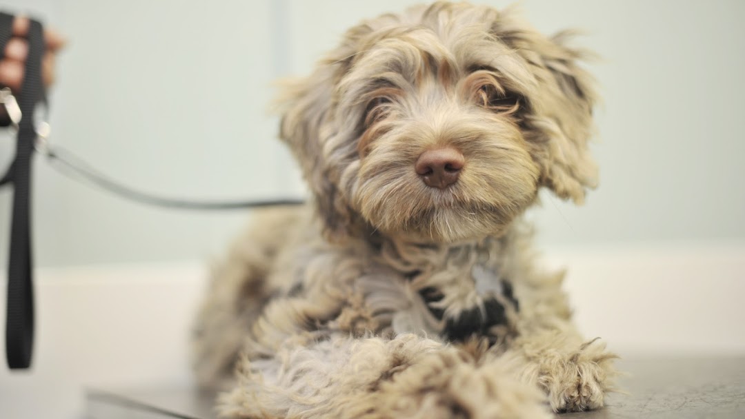 Blanchardstown Veterinary Clinic in Dublin