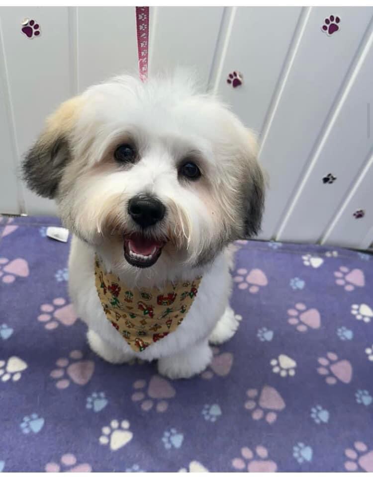 Pawsh Pooch Dublin - Dog Grooming in Dublin