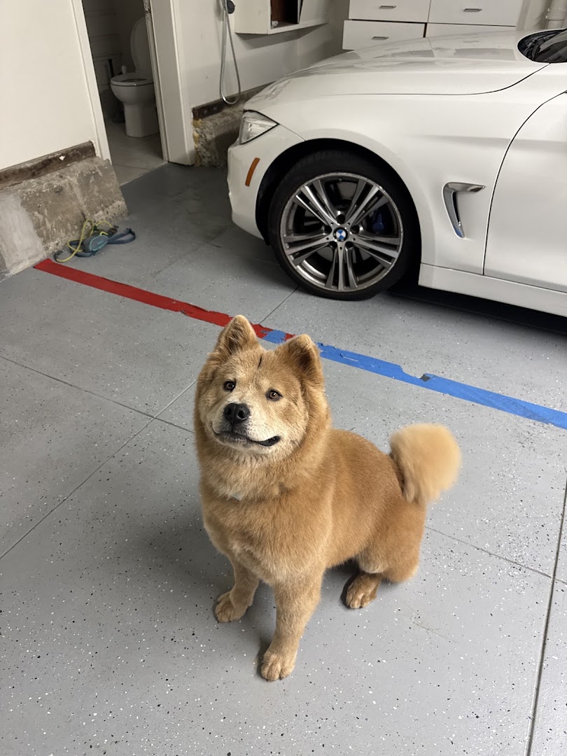 Foggy Doggy Grooming Salon in San Francisco