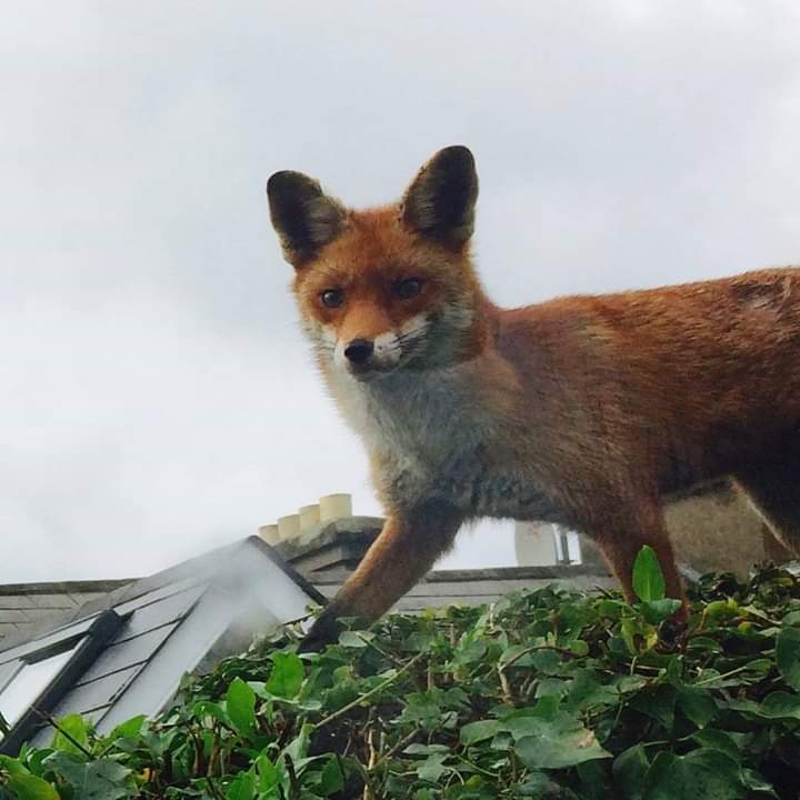 Huntstown in Dublin