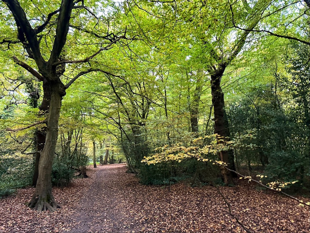 Queen's Wood in London