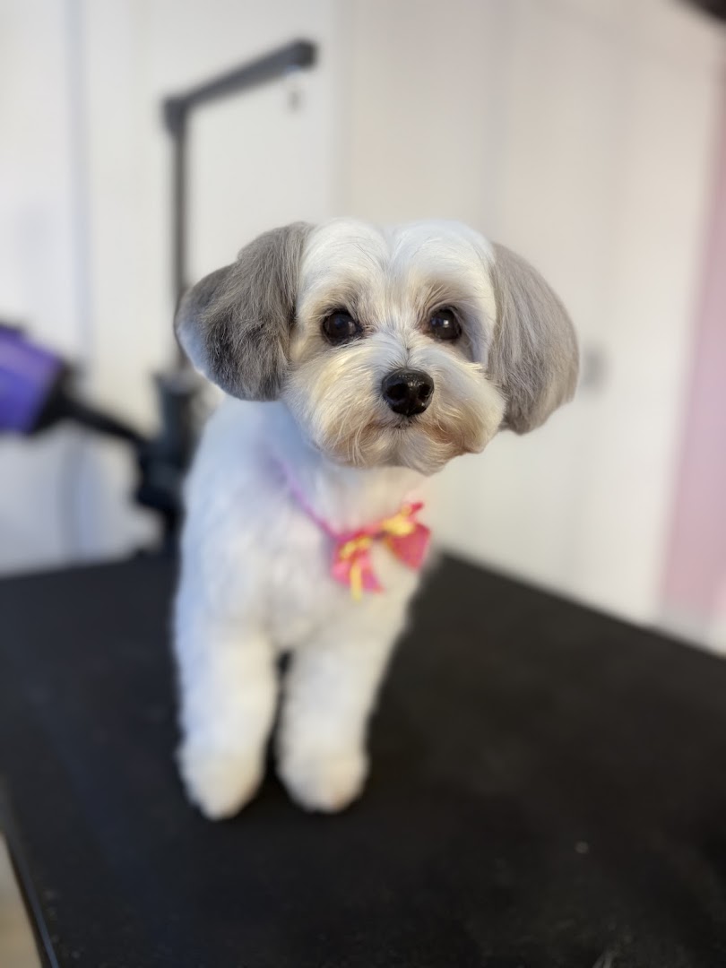 Virginia's Professional Pet Grooming in San Francisco