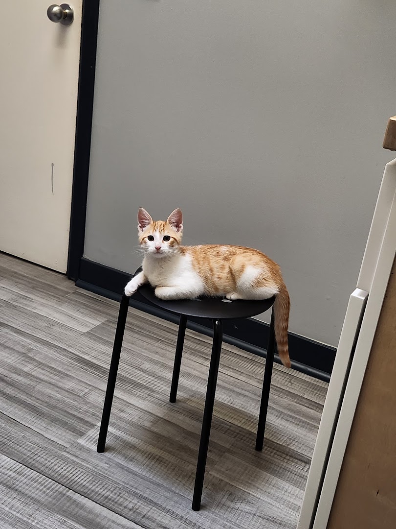 Small Paws Pet Hospital
