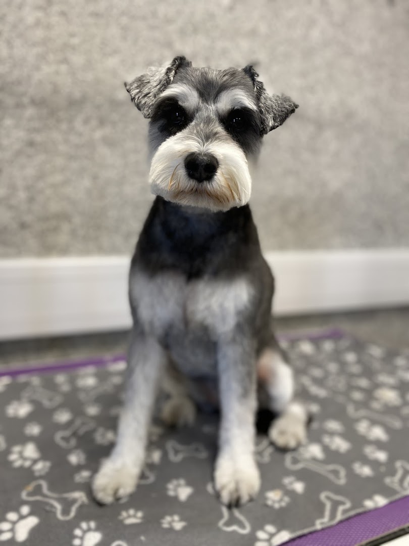 The Irish Dog Grooming Academy (The Grooming Co)