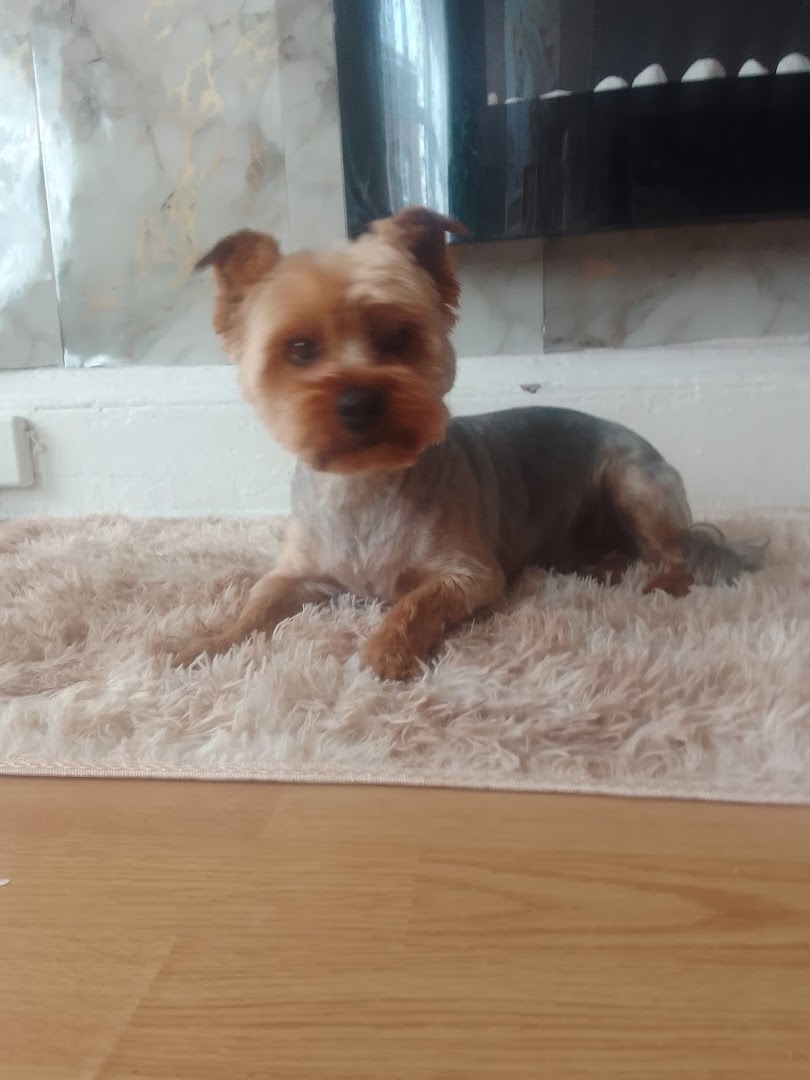 Happy Puppy Dog Grooming Studio in Dublin