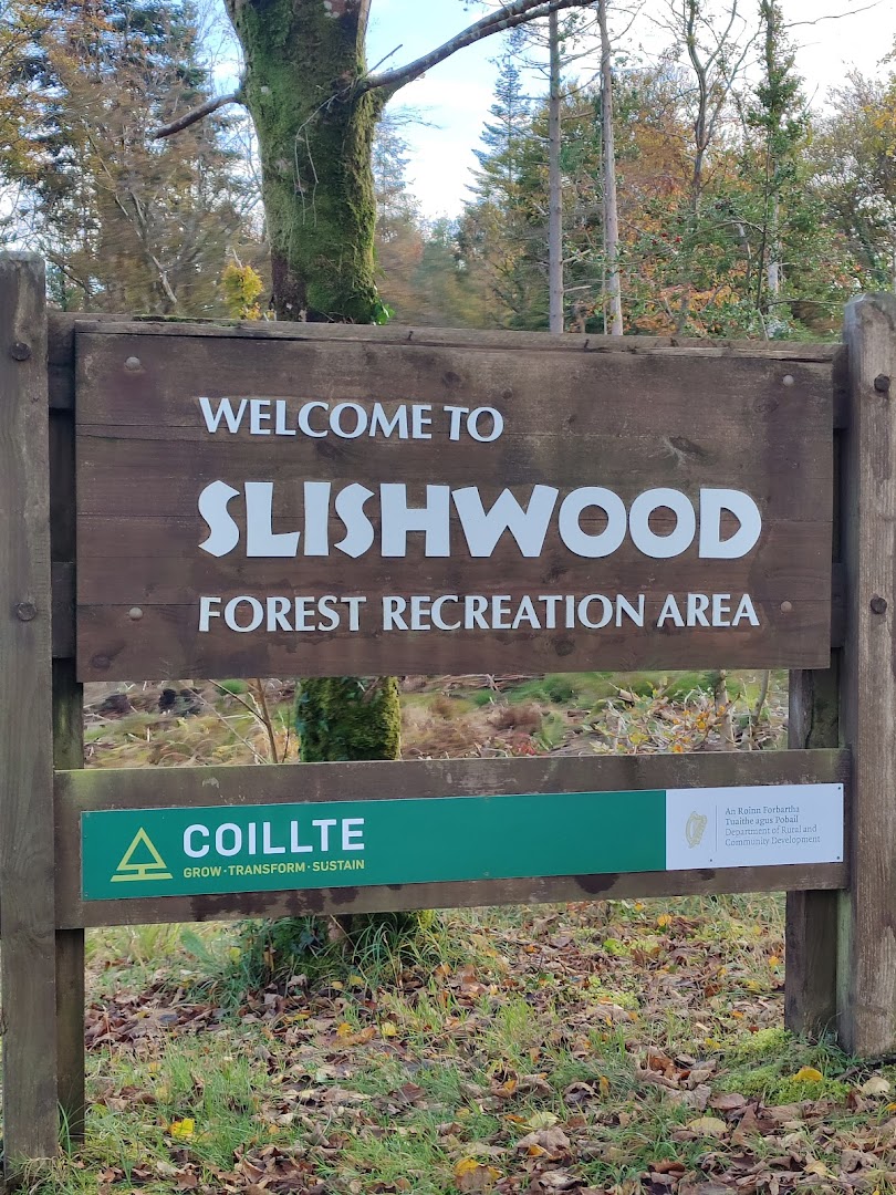 Slishwood Forest in Ireland
