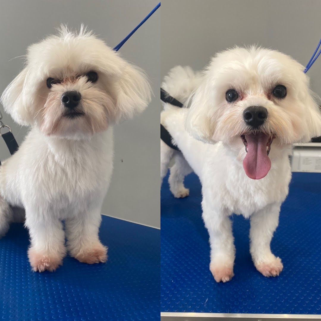 Tidy Tails Dog Groomers in Dublin