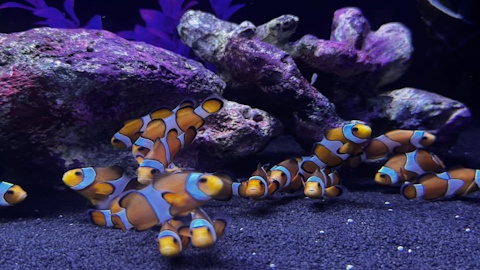 Seahorse Aquariums