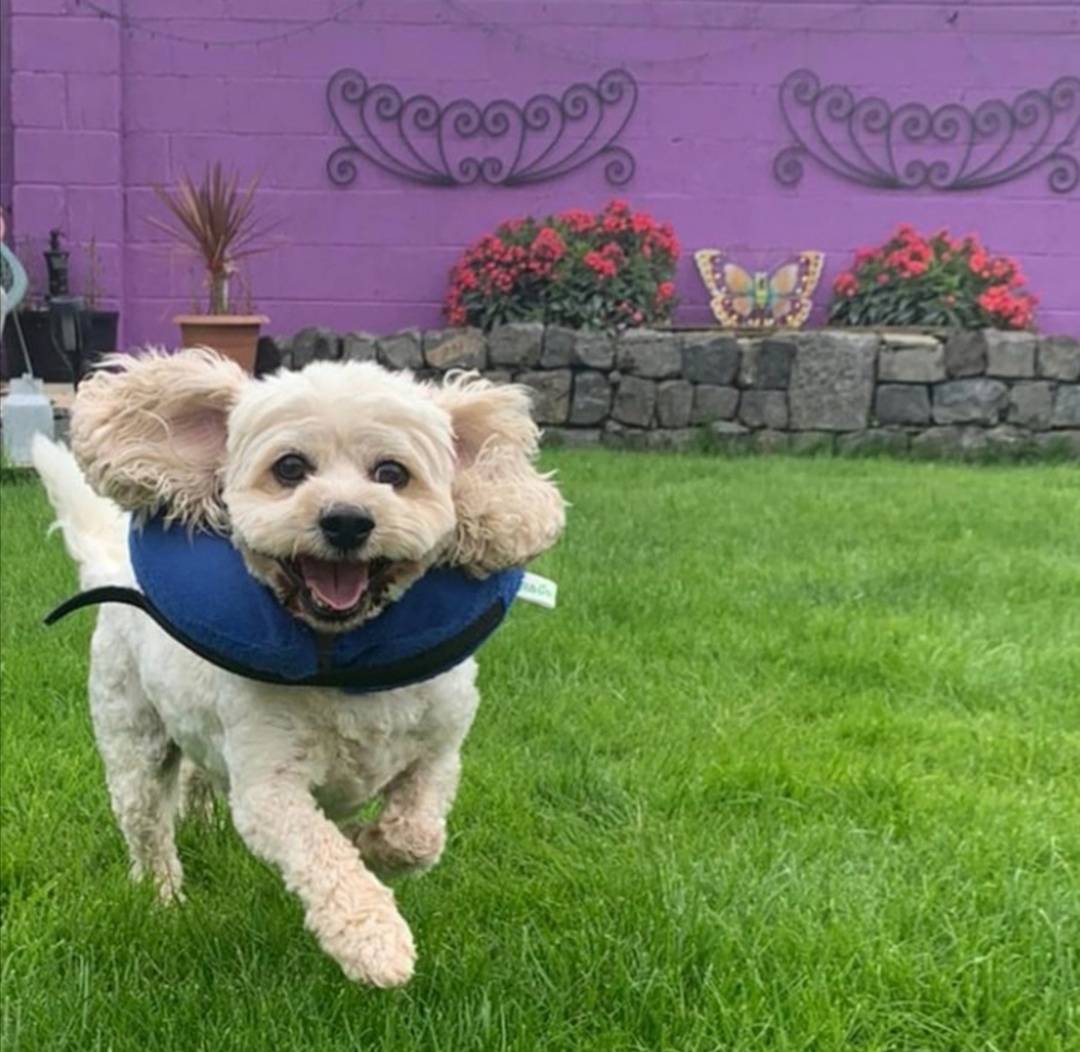 Primrose Hill Veterinary Clinic