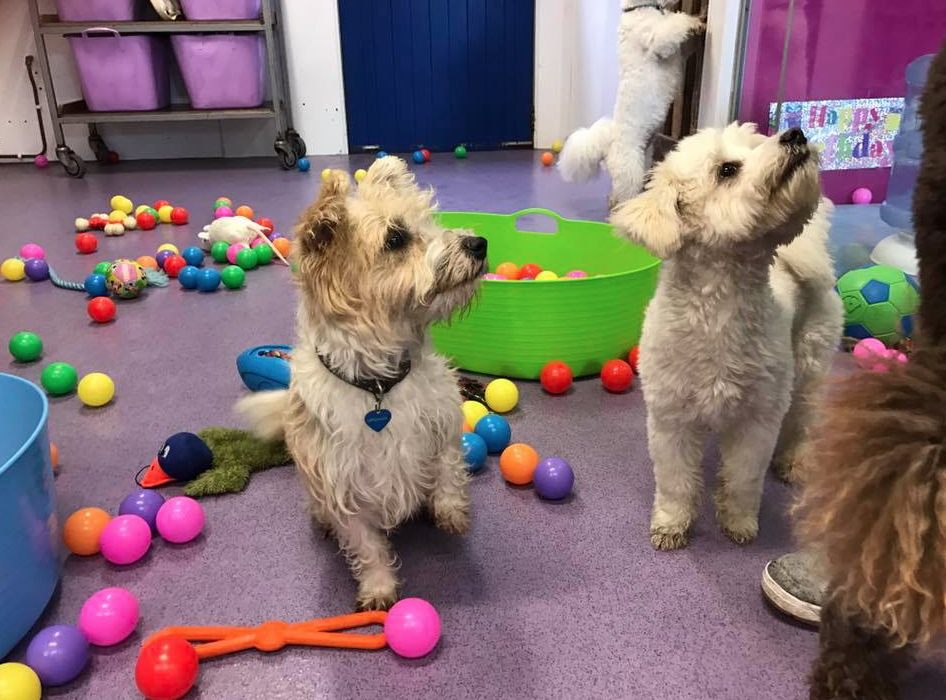 The Canine Centre