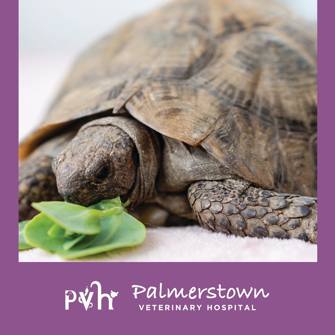 Palmerstown Veterinary Hospital