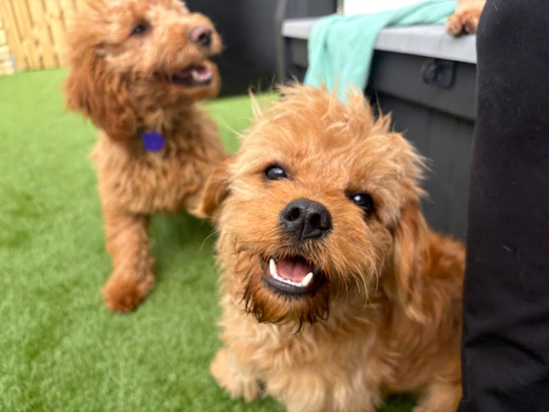 Zoomies Dog Grooming & Daycare