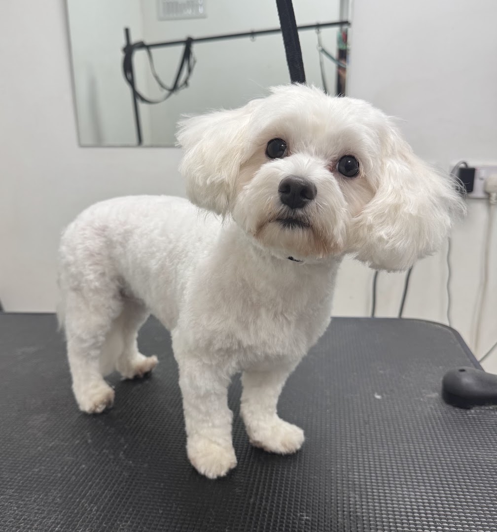 Doggie Soul Grooming in Dublin
