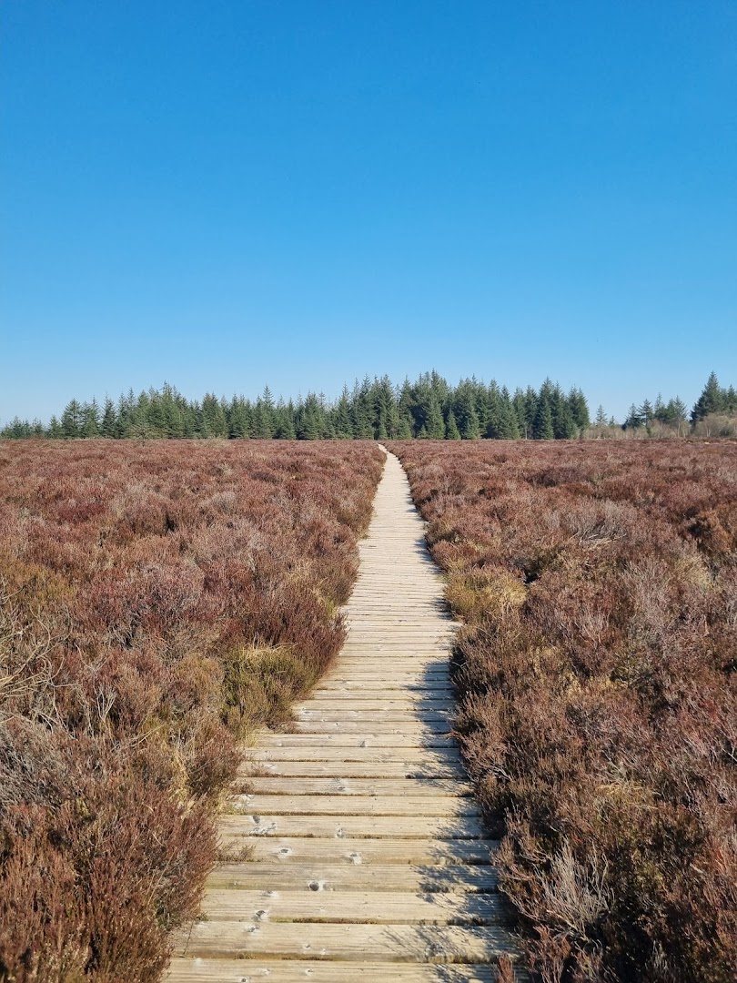 An Creagan forest and river trail. in Ireland