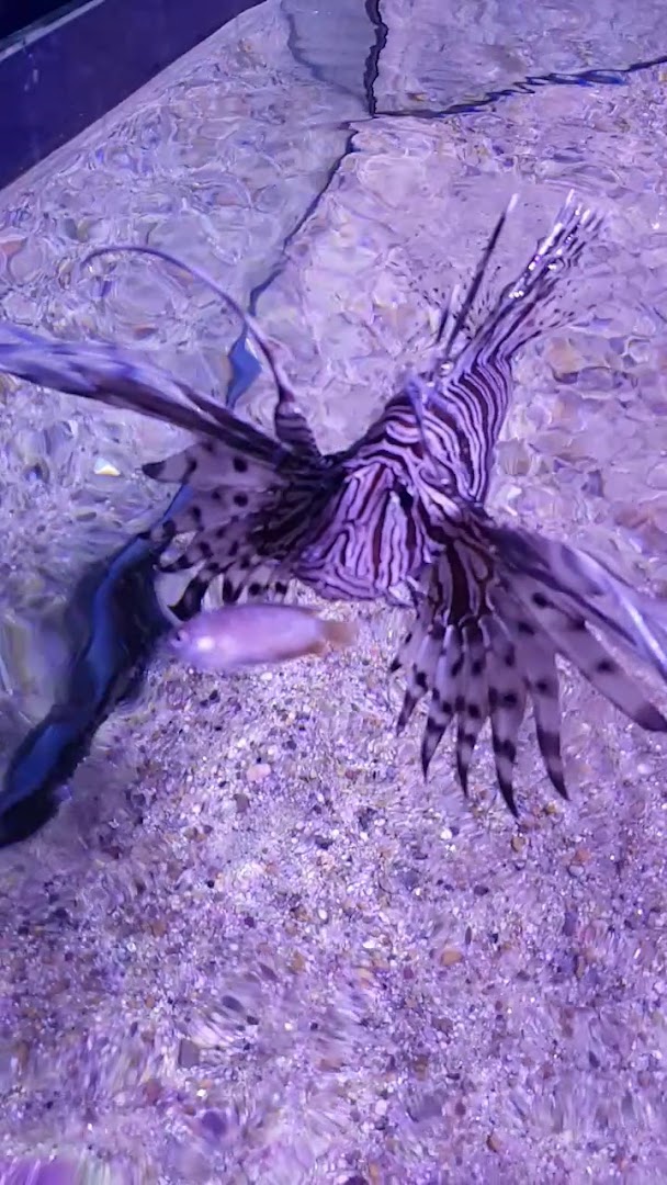 Aquatic Village