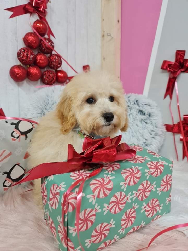 Fairy Tales Dog Grooming in Dublin