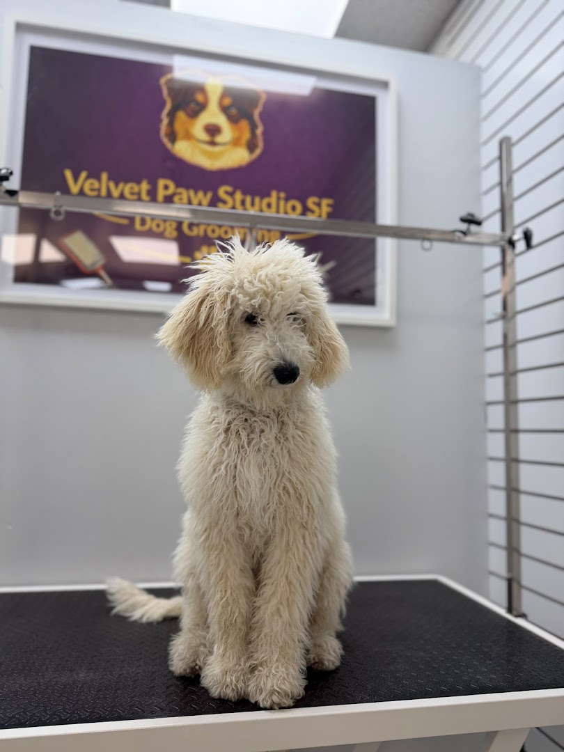 Velvet Paw Studio SF