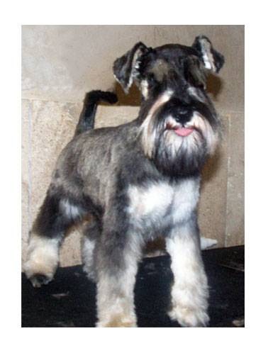 Michael's Dog Grooming in Dublin