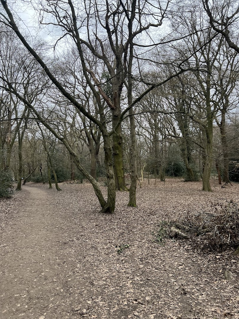 Highgate Wood in London
