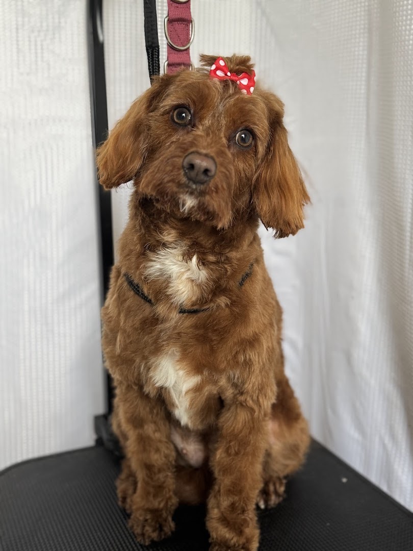 Little Paws Grooming in Dublin