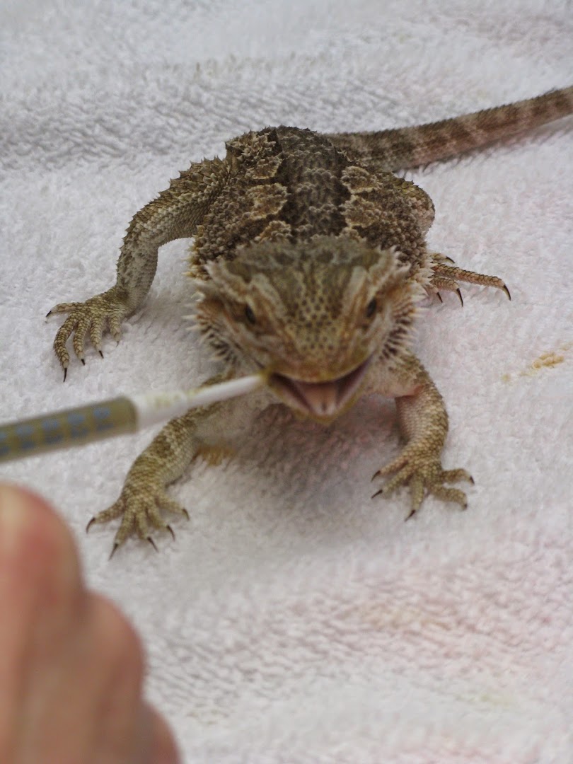 Bay Area Bird and Exotics Hospital in San Francisco
