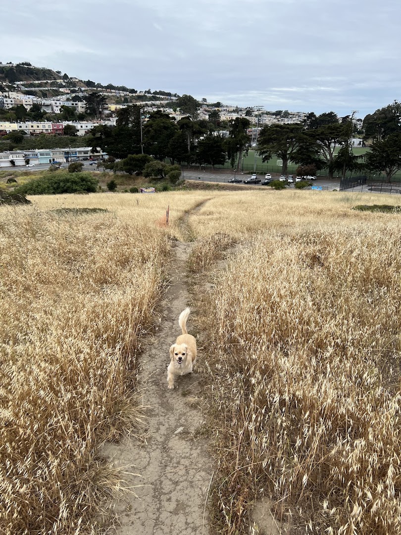 McLaren Park Dog Play Area in San Francisco