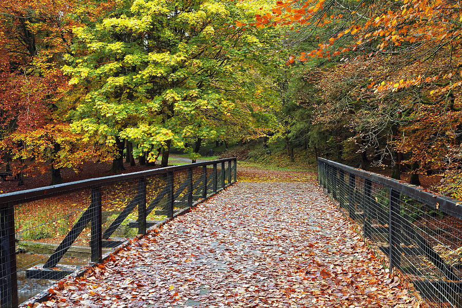 Colligan Wood Walks