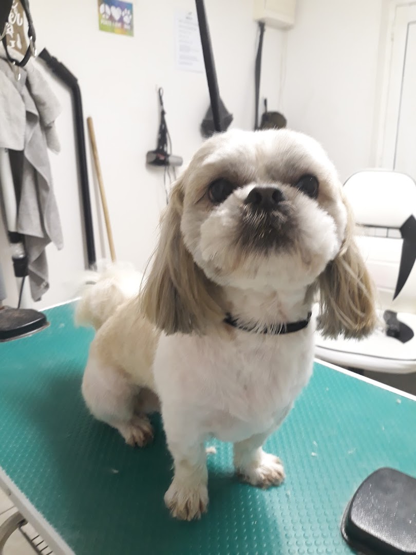 Pet Request Dog Grooming in Dublin