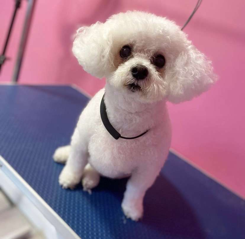 Pooch Perfect Grooms