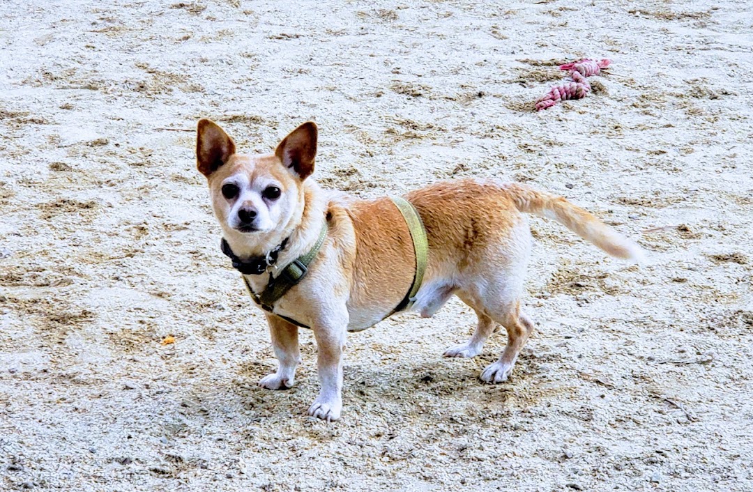 Eureka Valley Dog Play Area in San Francisco