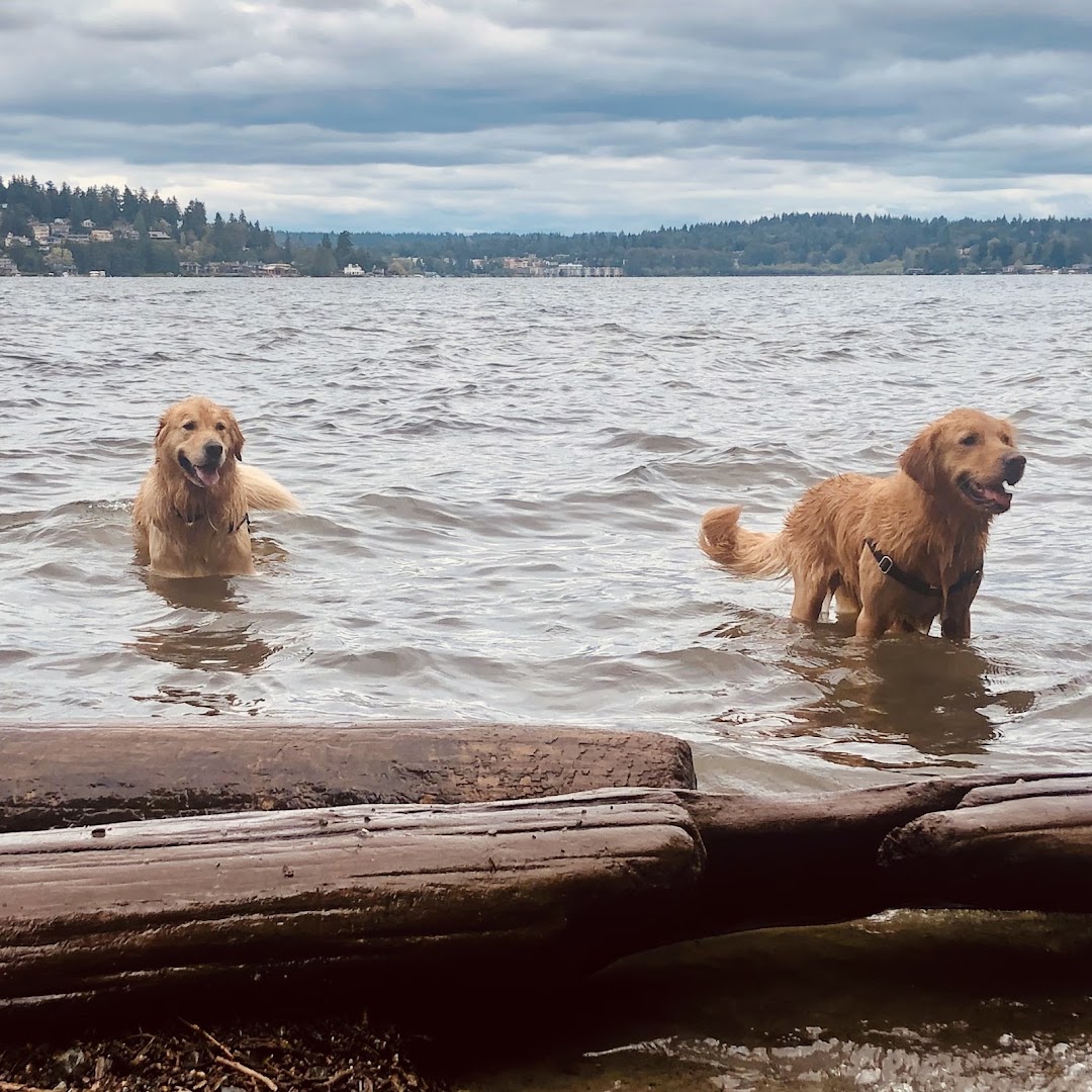 Magnuson Park Off Leash Dog Beach in Seattle